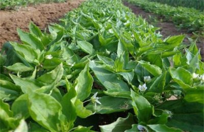 ​太子参的种植方法（太子参的种植方法是什么）