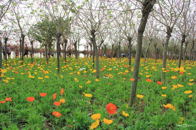 广州50个旅游景点攻略(广州十大必去旅游景点)(9)