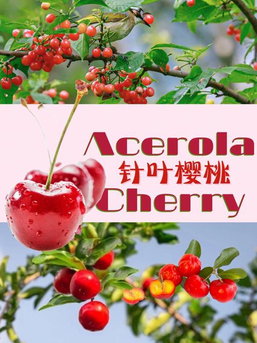 补充天然vc首选针叶樱桃(针叶樱桃的特点和作用是什么)