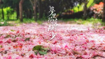 ​花落知多少什么意思（花落知多少的意境）