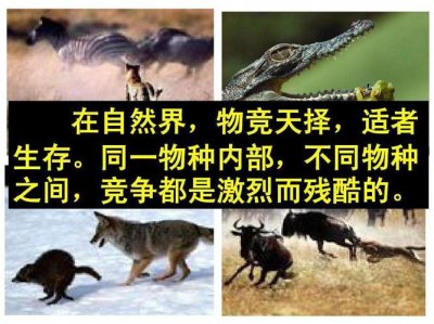 ​什么是物竞天择适者生存（大多数人对物竞天择）