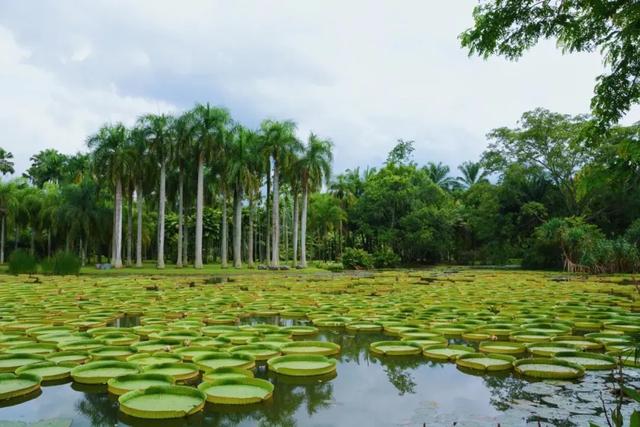 西双版纳什么季节去旅游最佳(西双版纳避寒旅游的最佳时节到了)(28)
