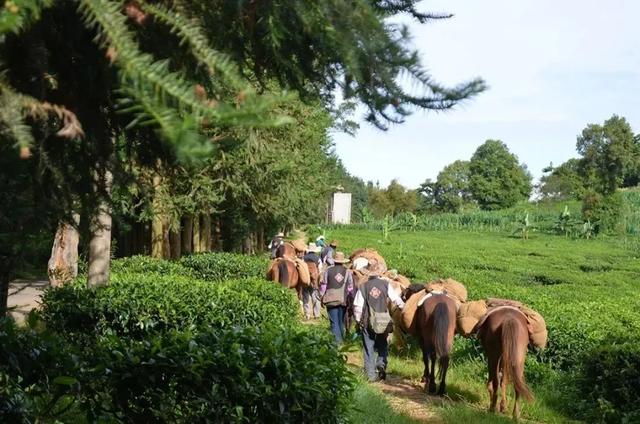 西双版纳什么季节去旅游最佳(西双版纳避寒旅游的最佳时节到了)(16)