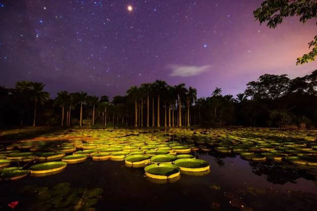西双版纳什么季节去旅游最佳(西双版纳避寒旅游的最佳时节到了)(30)
