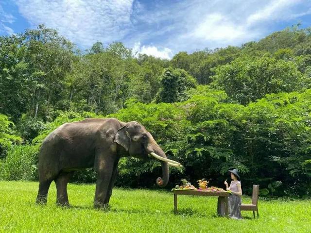 西双版纳什么季节去旅游最佳(西双版纳避寒旅游的最佳时节到了)(13)