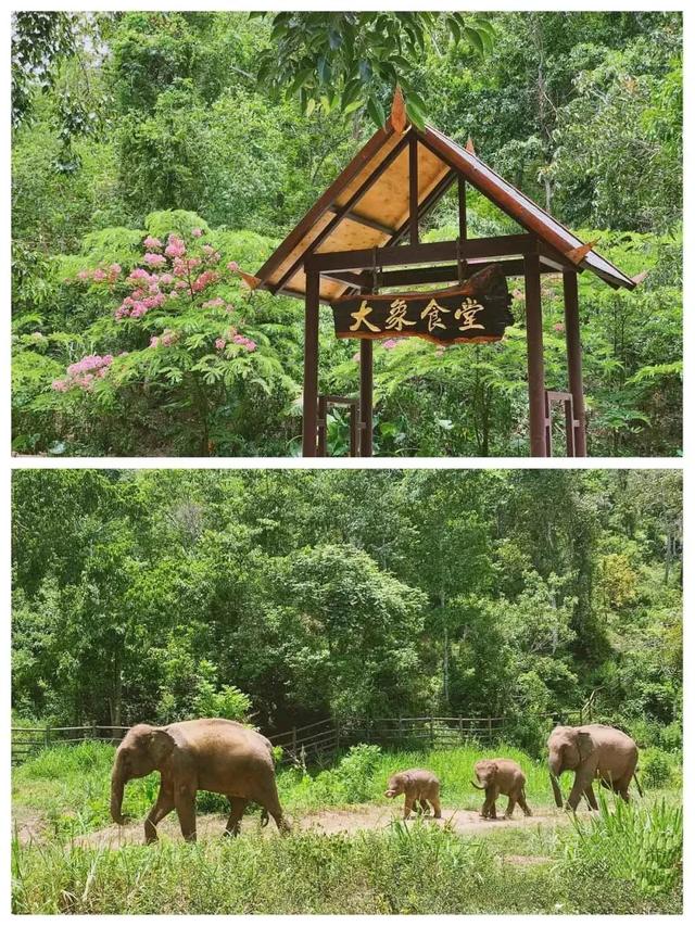 西双版纳什么季节去旅游最佳(西双版纳避寒旅游的最佳时节到了)(12)