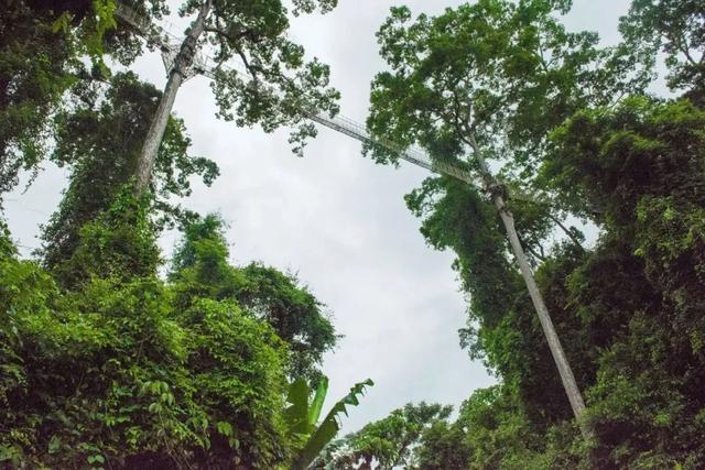 西双版纳什么季节去旅游最佳(西双版纳避寒旅游的最佳时节到了)(26)