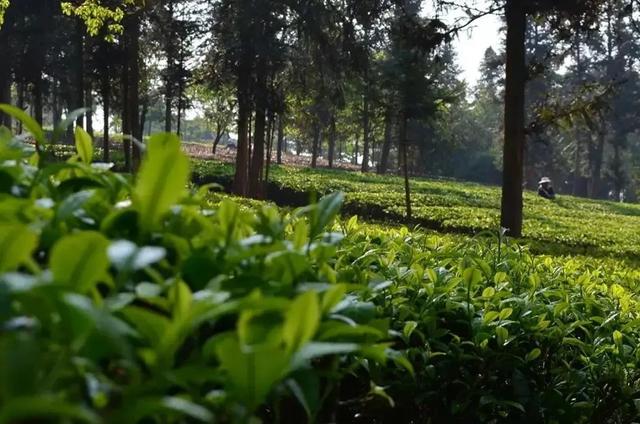 西双版纳什么季节去旅游最佳(西双版纳避寒旅游的最佳时节到了)(14)