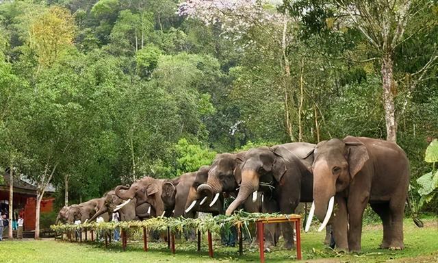 西双版纳什么季节去旅游最佳(西双版纳避寒旅游的最佳时节到了)(11)