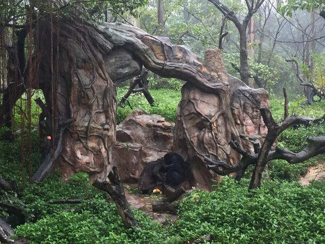 番禺长隆野生动物园带娃游玩攻略(广州番禺长隆野生动物园)(31)