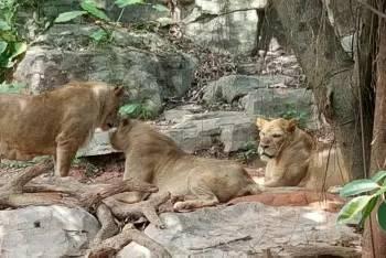 番禺长隆野生动物园带娃游玩攻略(广州番禺长隆野生动物园)(8)
