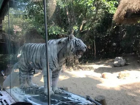 番禺长隆野生动物园带娃游玩攻略(广州番禺长隆野生动物园)(24)