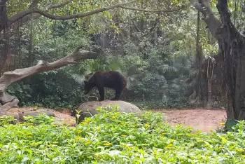 番禺长隆野生动物园带娃游玩攻略(广州番禺长隆野生动物园)(13)