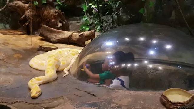 番禺长隆野生动物园带娃游玩攻略(广州番禺长隆野生动物园)(15)