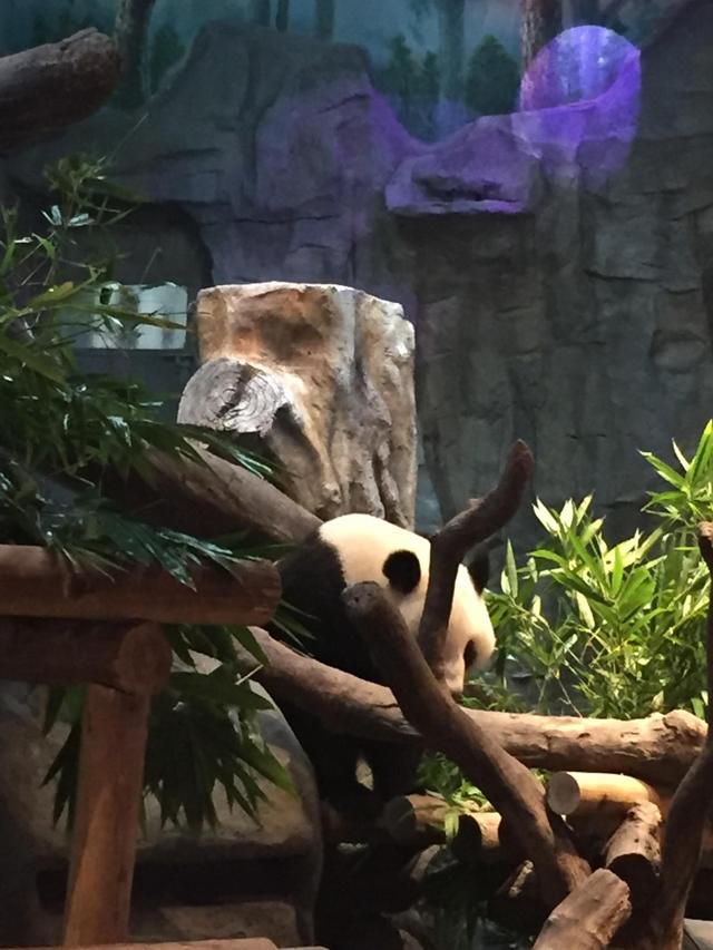 番禺长隆野生动物园带娃游玩攻略(广州番禺长隆野生动物园)(21)