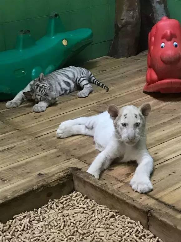 番禺长隆野生动物园带娃游玩攻略(广州番禺长隆野生动物园)(23)