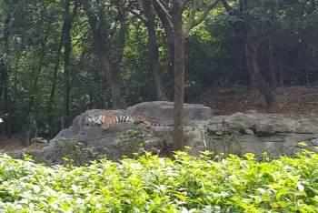 番禺长隆野生动物园带娃游玩攻略(广州番禺长隆野生动物园)(10)