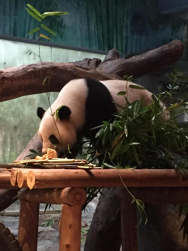 番禺长隆野生动物园带娃游玩攻略(广州番禺长隆野生动物园)(20)