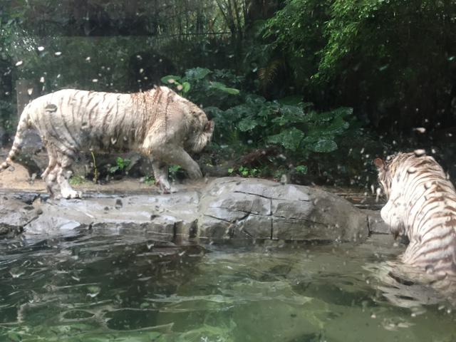 番禺长隆野生动物园带娃游玩攻略(广州番禺长隆野生动物园)(22)