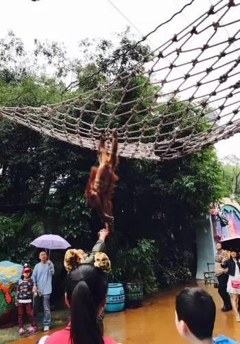 番禺长隆野生动物园带娃游玩攻略(广州番禺长隆野生动物园)(30)