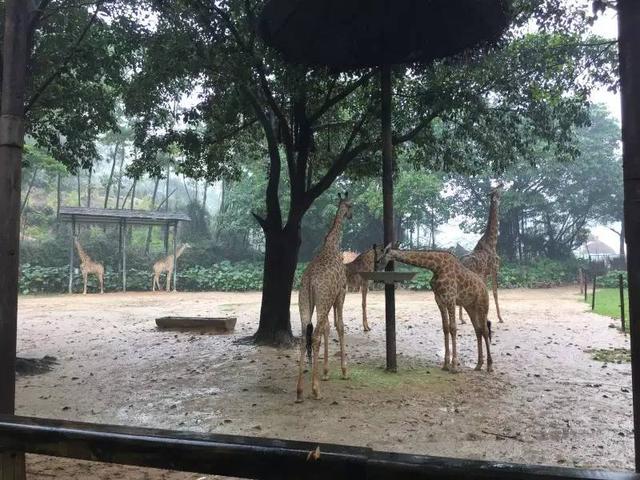 番禺长隆野生动物园带娃游玩攻略(广州番禺长隆野生动物园)(18)