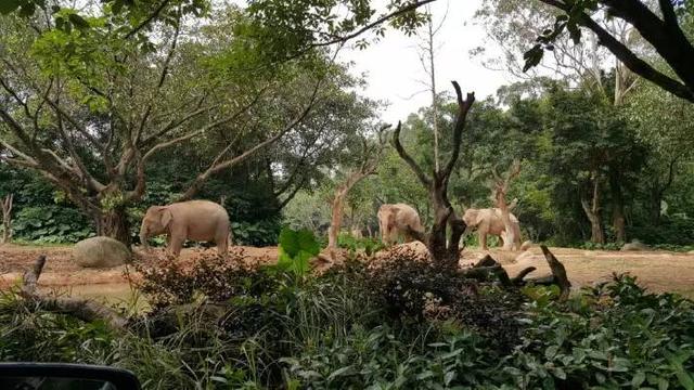 番禺长隆野生动物园带娃游玩攻略(广州番禺长隆野生动物园)(11)