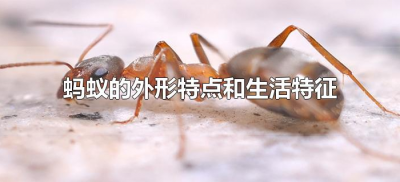 ​蚂蚁的外形特点和生活特征（蚂蚁的外形特点和生活特征是什么？）