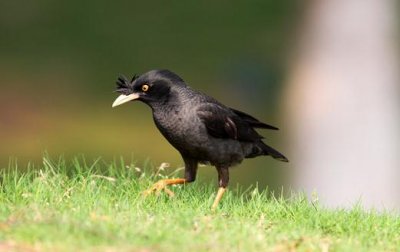 ​寄生虫导致八哥换羽毛怎么办？