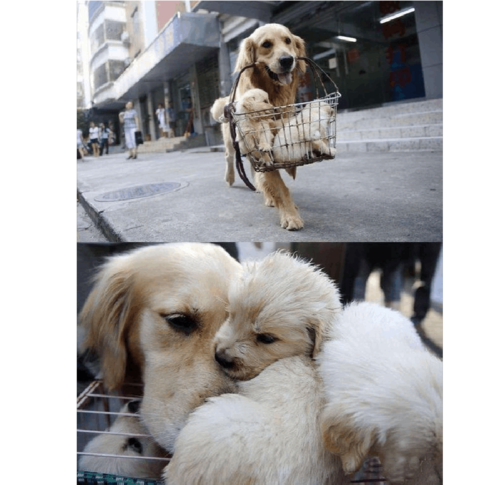 狗的感人故事（8个狗狗的感人故事）