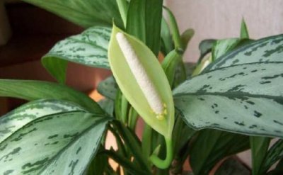 ​银皇后是什么？银皇后的养护技巧