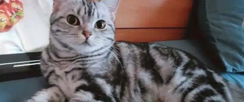 网络图片(侵删)