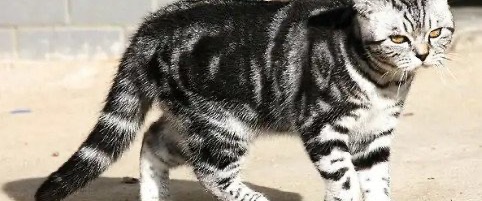 网络图片(侵删)