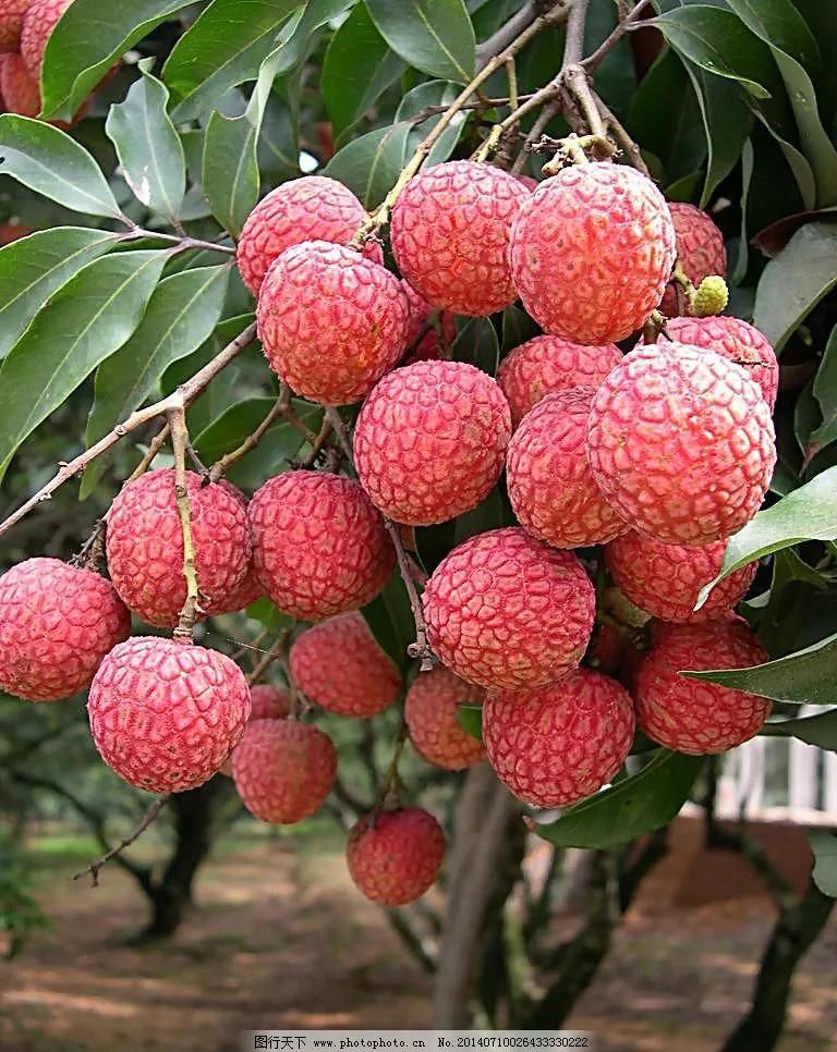 水果的品种及名称大全(水果品种大全名字)(图8) 水果的品种及名称大全(水果品种大全名字)(图8)