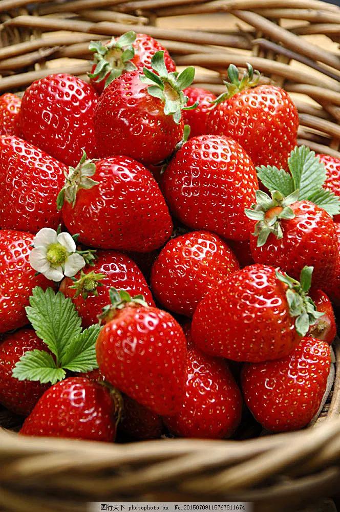 水果的品种及名称大全(水果品种大全名字)(图11) 水果的品种及名称大全(水果品种大全名字)(图11)