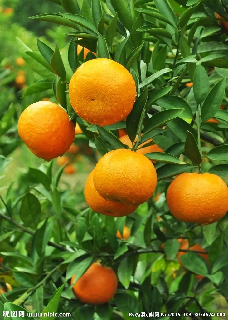 水果的品种及名称大全(水果品种大全名字)(图3) 水果的品种及名称大全(水果品种大全名字)(图3)