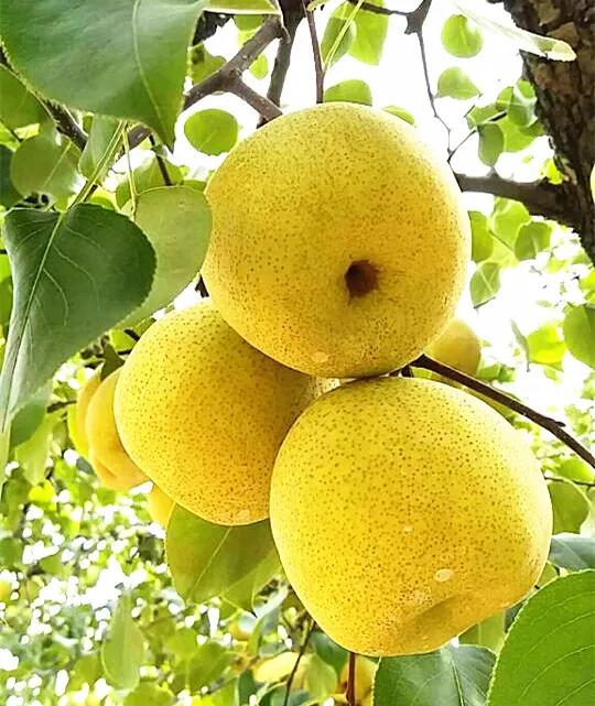 水果的品种及名称大全(水果品种大全名字)(图2) 水果的品种及名称大全(水果品种大全名字)(图2)