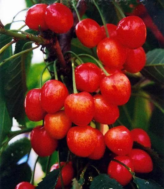 水果的品种及名称大全(水果品种大全名字)(图9) 水果的品种及名称大全(水果品种大全名字)(图9)