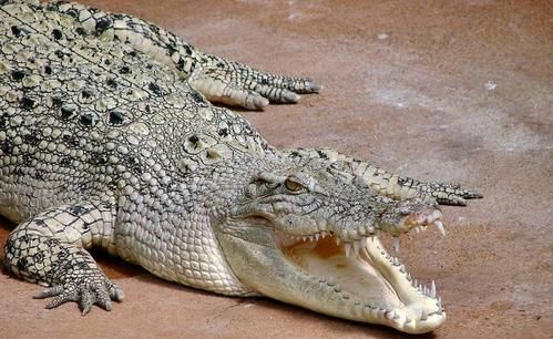 鳄鱼是什么类别的动物