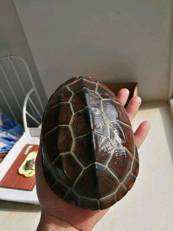 喂乌龟吃活鱼好吗（乌龟吃鱼吗会卡住吗）(图11)