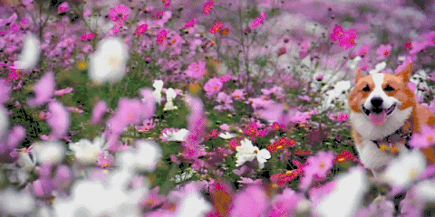 jan是几月(四月是“美神的月份”?) jan是几月(四月是“美神的月份”?)