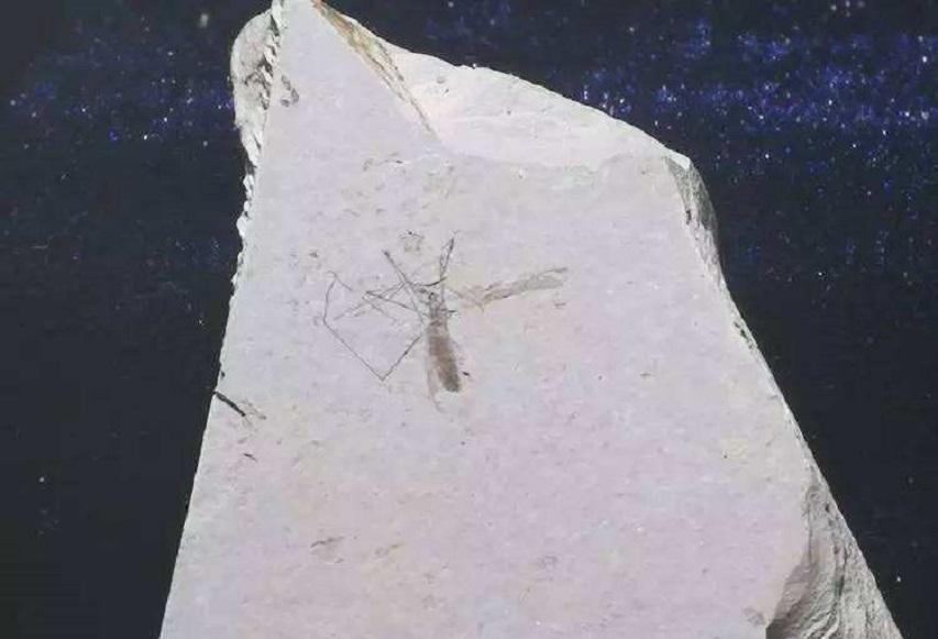 美国释放数亿转基因蚊,究竟意欲何为-(蚊子是怎么产生的)(图10) 美国释放数亿转基因蚊,究竟意欲何为-(蚊子是怎么产生的)(图10)