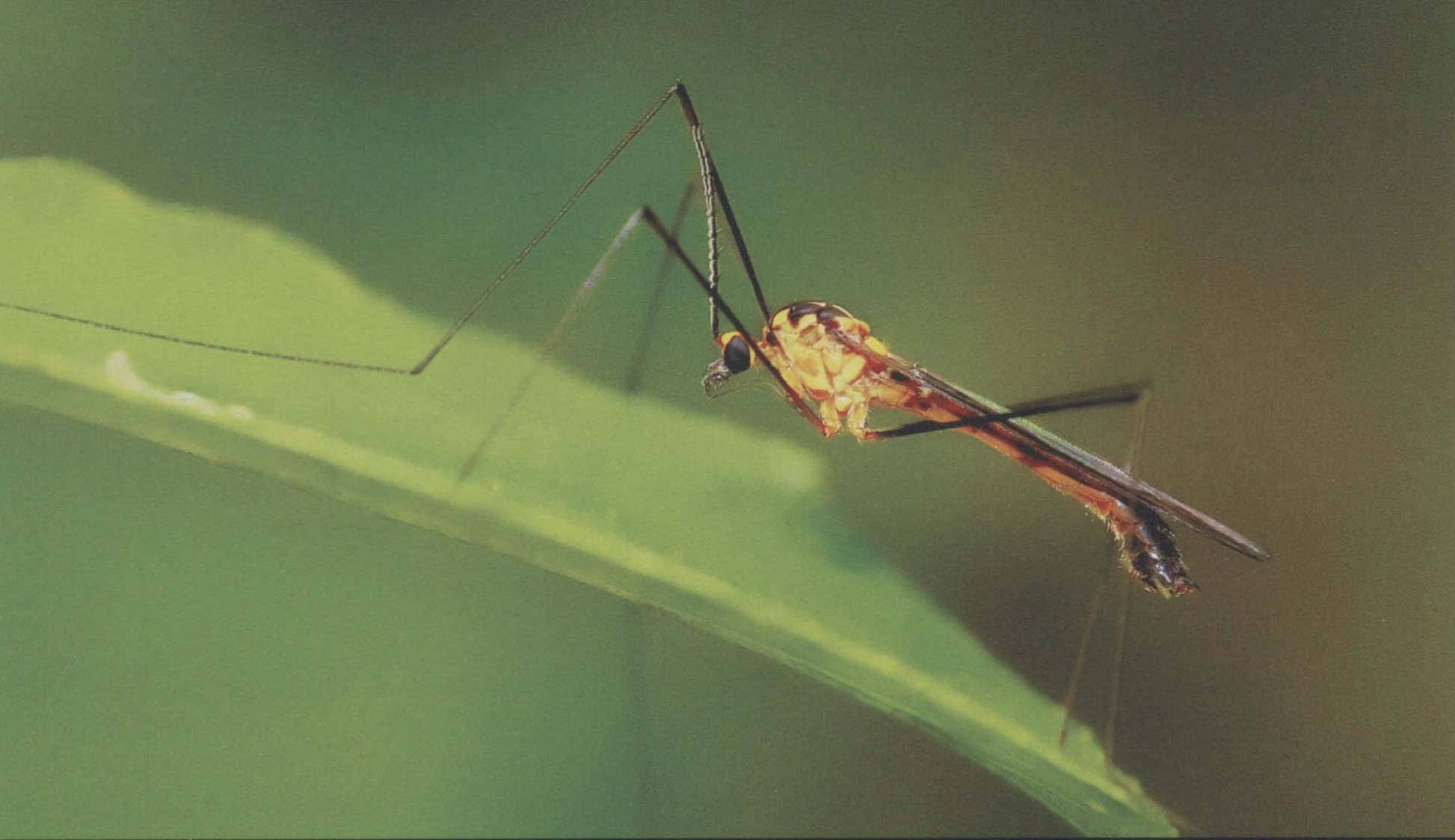 美国释放数亿转基因蚊,究竟意欲何为-(蚊子是怎么产生的)(图3) 美国释放数亿转基因蚊,究竟意欲何为-(蚊子是怎么产生的)(图3)