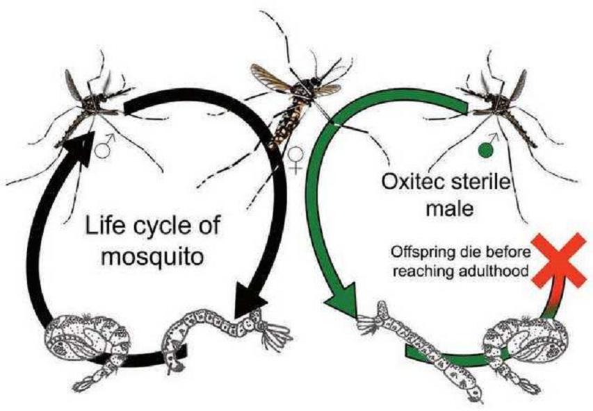 美国释放数亿转基因蚊,究竟意欲何为-(蚊子是怎么产生的)(图12) 美国释放数亿转基因蚊,究竟意欲何为-(蚊子是怎么产生的)(图12)