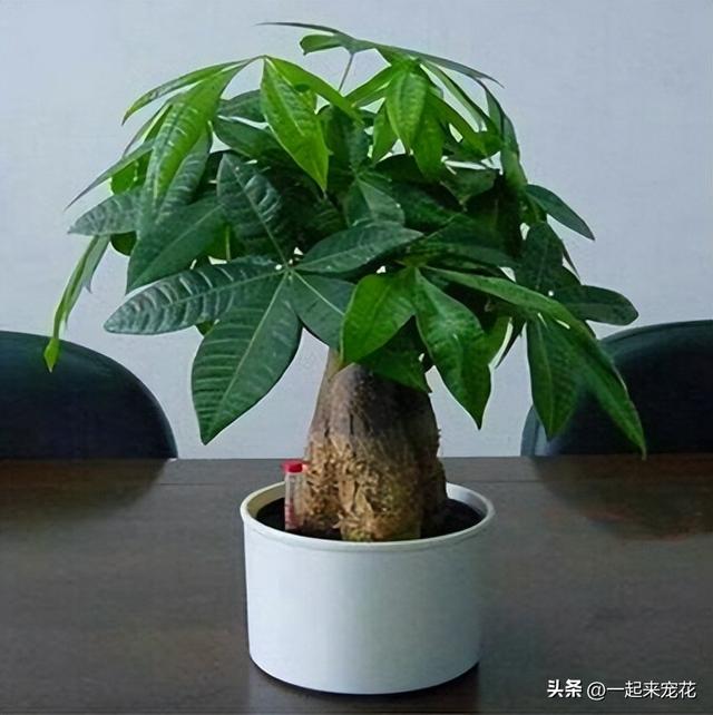 发财树怎样养才长得快又茂盛 满足4个基本要点(6)