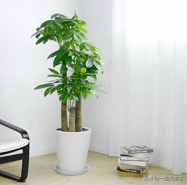 发财树怎样养才长得快又茂盛 满足4个基本要点(5)
