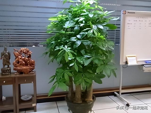 发财树怎样养才长得快又茂盛 满足4个基本要点(4)