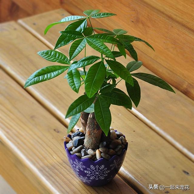 发财树怎样养才长得快又茂盛 满足4个基本要点(2)