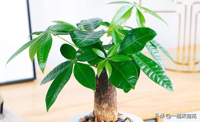 发财树怎样养才长得快又茂盛 满足4个基本要点(3)