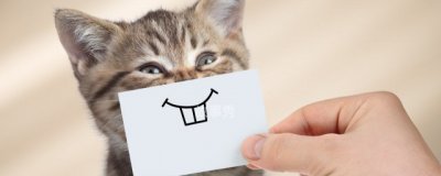 ​言峰绮礼为什么被称为麻婆 言峰绮礼被称为麻婆的原因