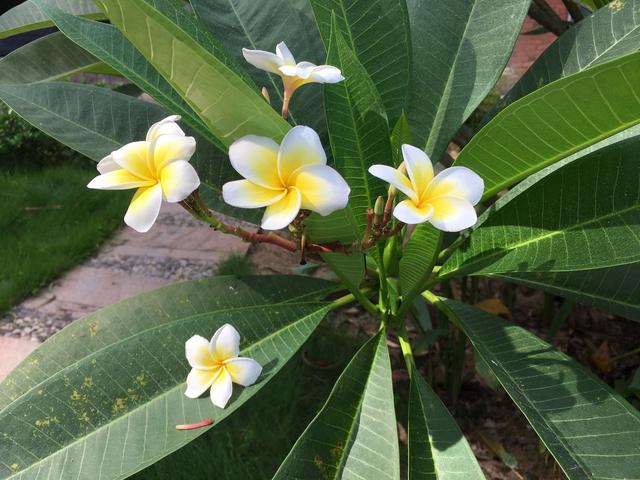 华南理工大学五山校区官方宣传(博学慎思明辨笃行)(7)